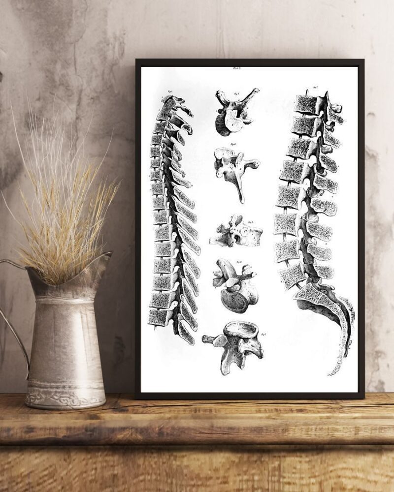 Chiropractor Anatomy Vertical Poster Canvas - Wall Decor Visual Art