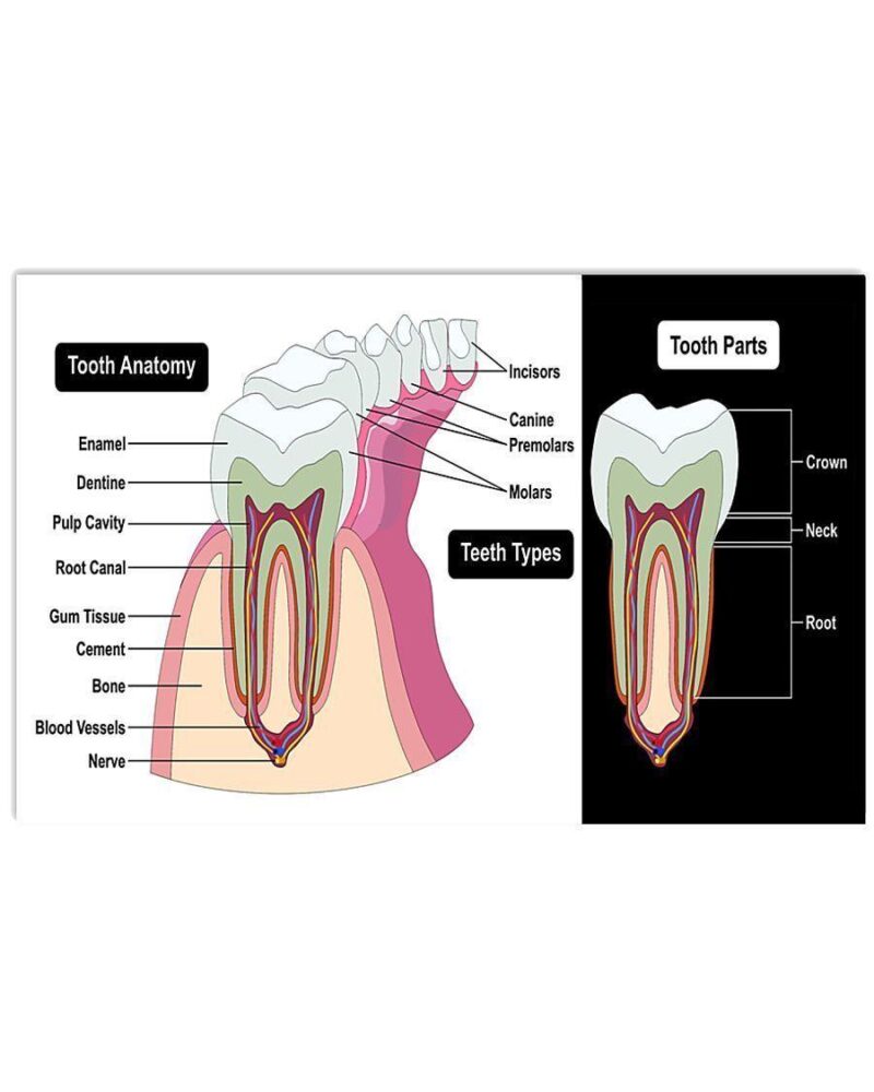 Professions Poster Dentist Tooth Anatomy Horizontal Poster Canvas Wall Decor Visual Art 1