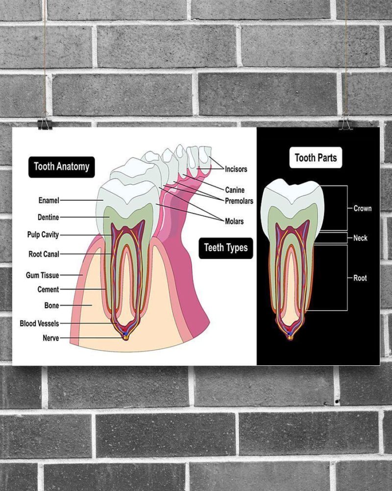 Professions Poster - Dentist Tooth Anatomy Horizontal Poster Canvas - Wall Decor Visual Art