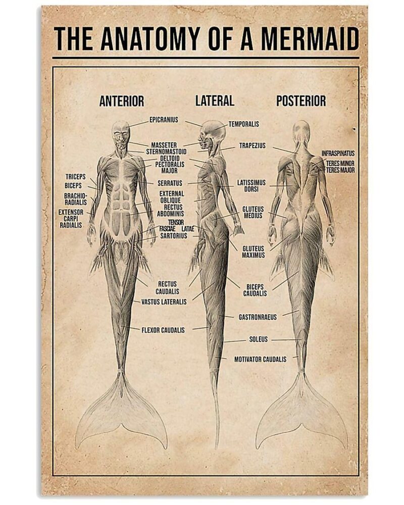 The Anatomy Of A Mermaid Vertical Poster Canvas Wall Decor Visual Art 1